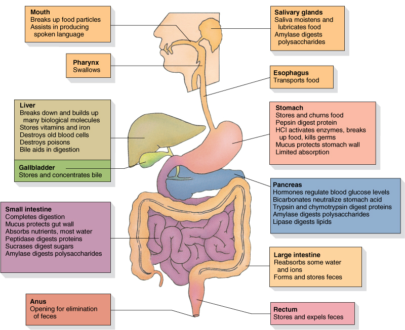 digestive_system_functions