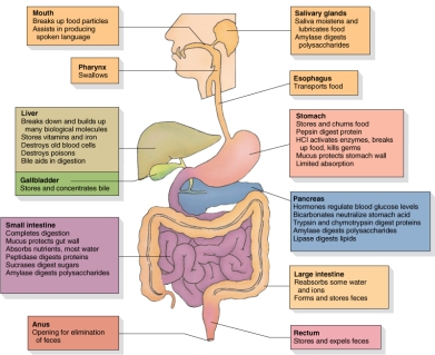 digestive_system_functions