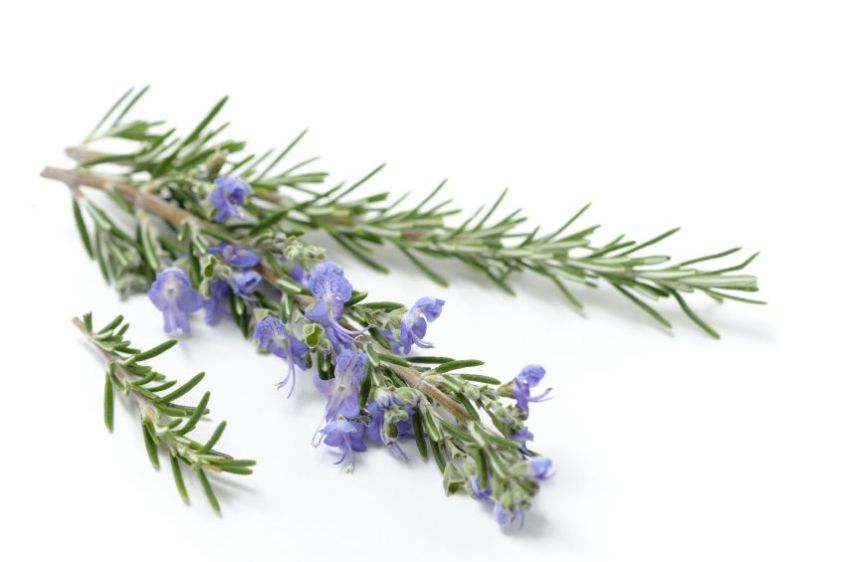 Isolated sprigs of fresh Rosemary, one with flowers. Shallow depth of field.