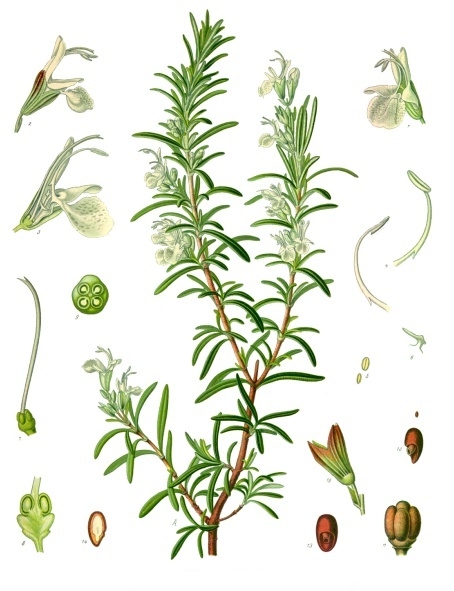Rosmarinus_officinalis_-_Köhler–s_Medizinal-Pflanzen-258.jpg