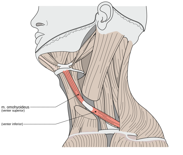 hyoid.png